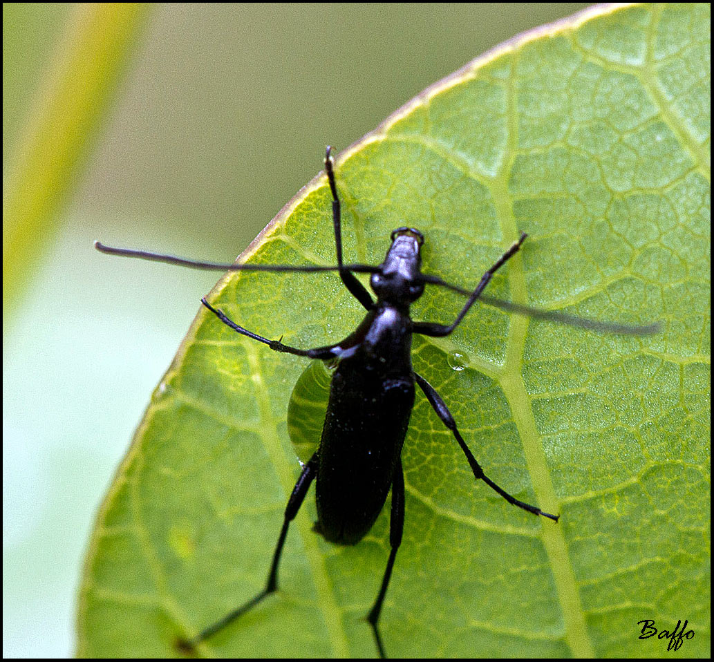 Stenurella nigra?